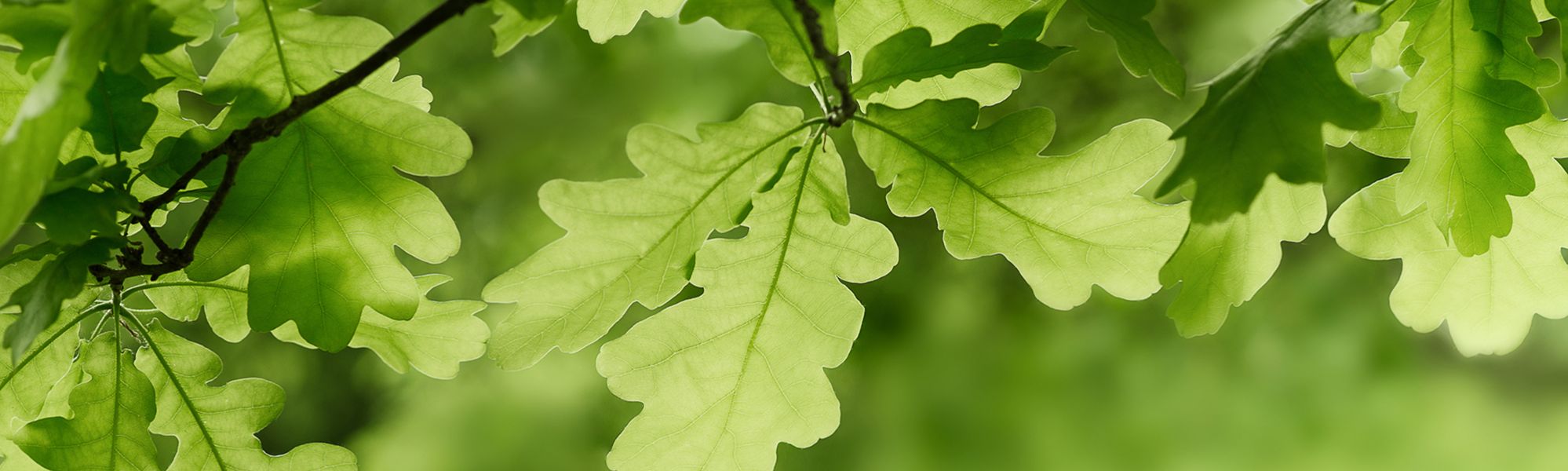 Curriculum Maps Header