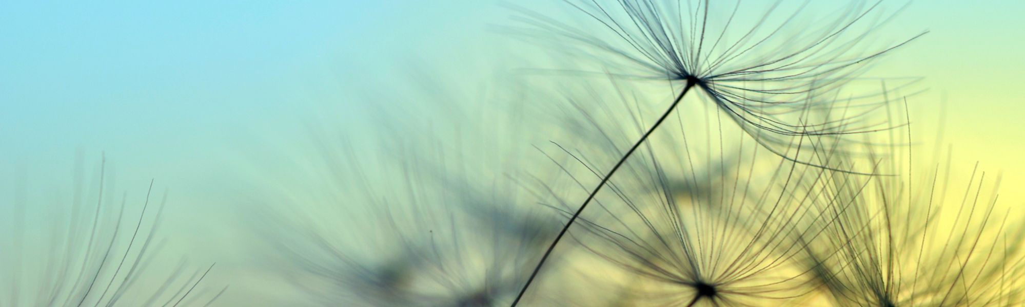 Student Stories Header