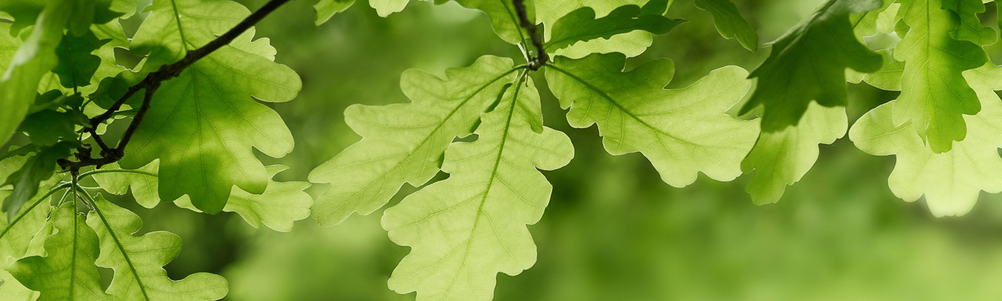 Online Safety Header